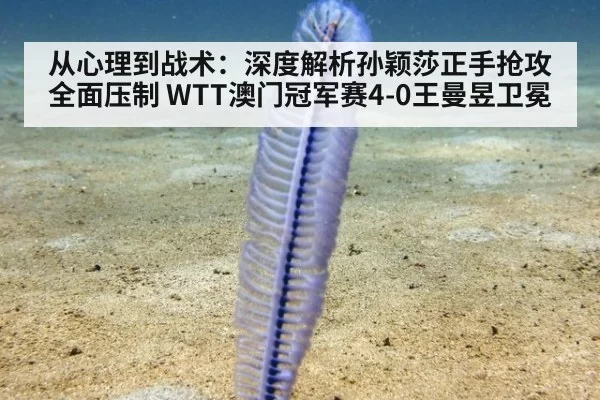 从心理到战术:深度解析孙颖莎正手抢攻全面压制 WTT澳门冠军赛4-0王曼昱卫冕